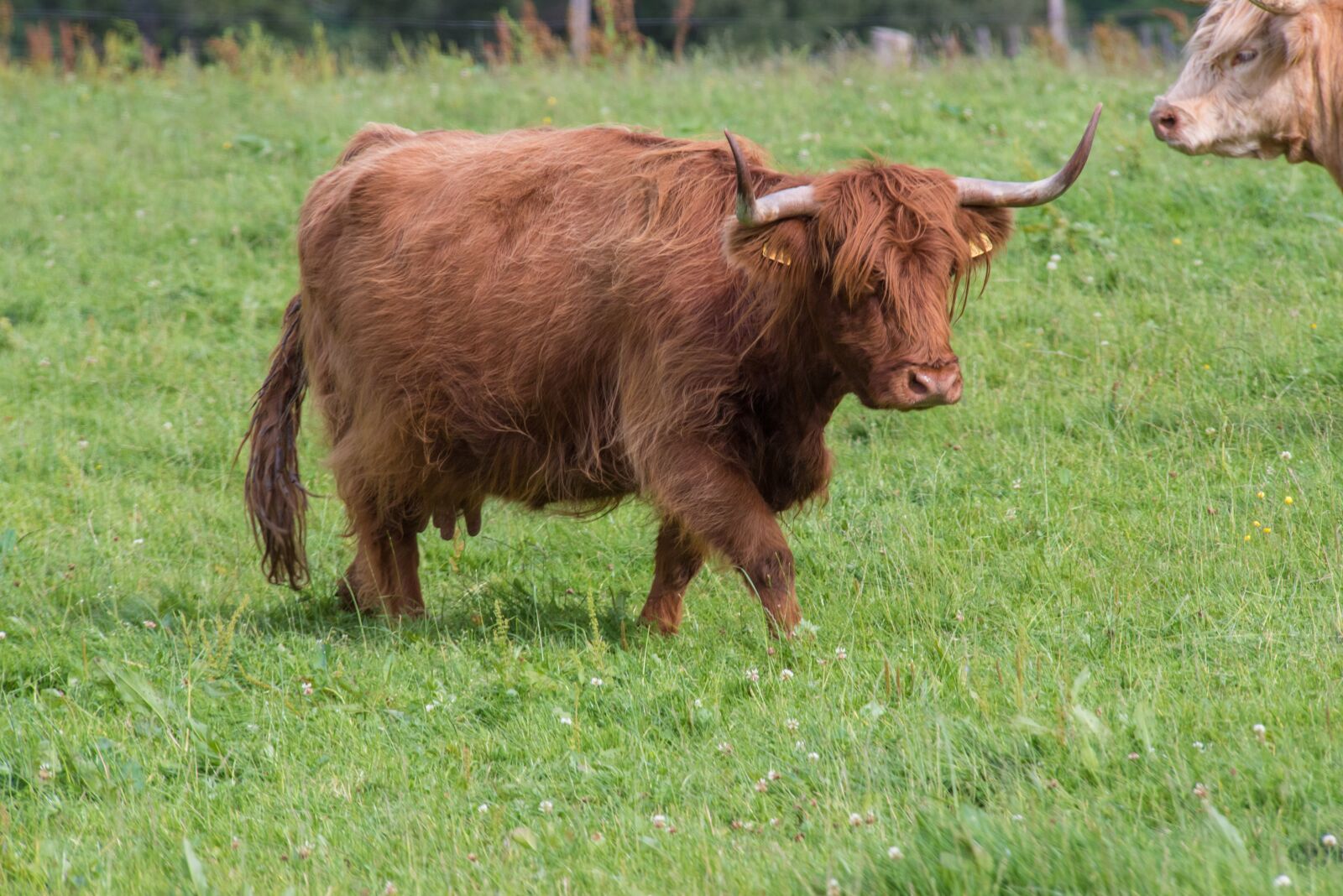 Nikon D750 sample photo. Highland-rinder, beef, cow photography