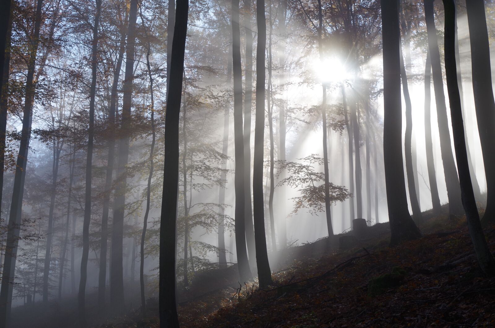 Pentax K-30 sample photo. Forest, fog, trees photography