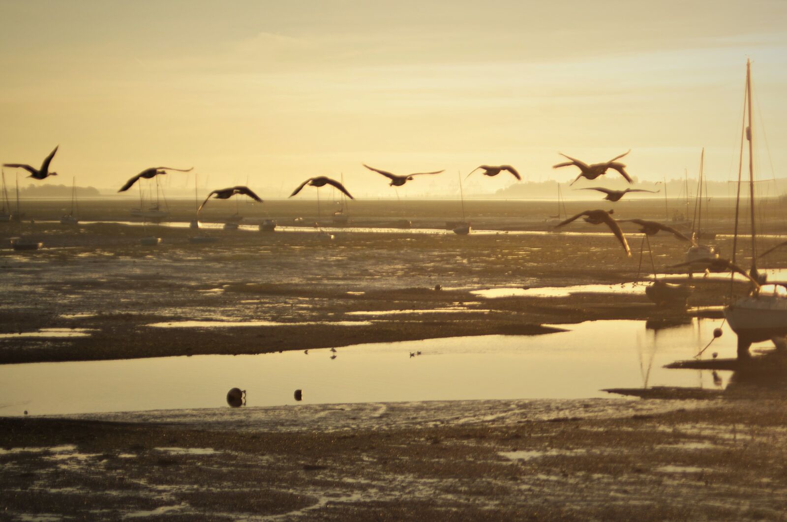 Pentax K-x sample photo. Geese, coast, estuary photography