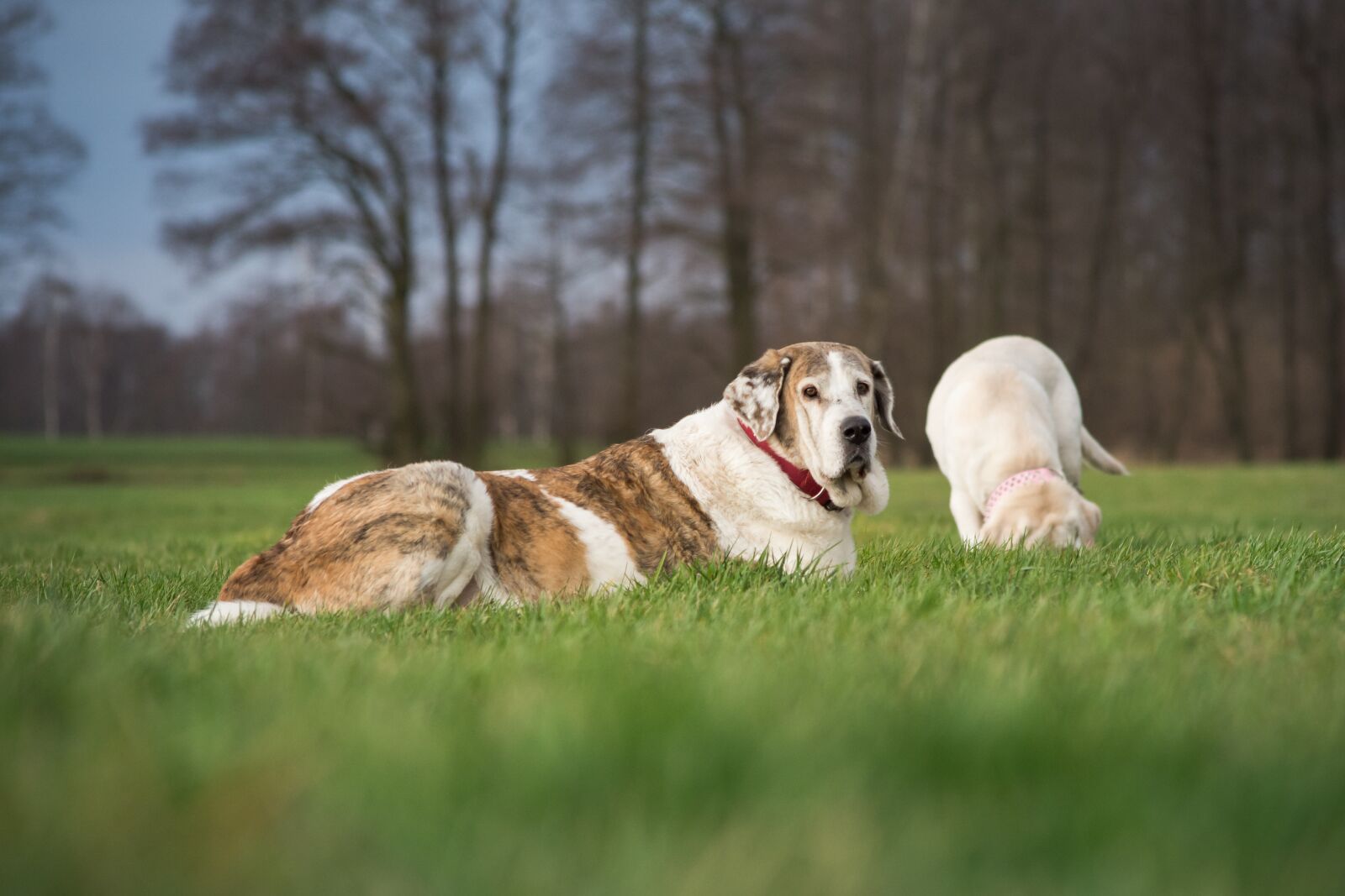 Nikon D7200 sample photo. Grass, animal, nature photography