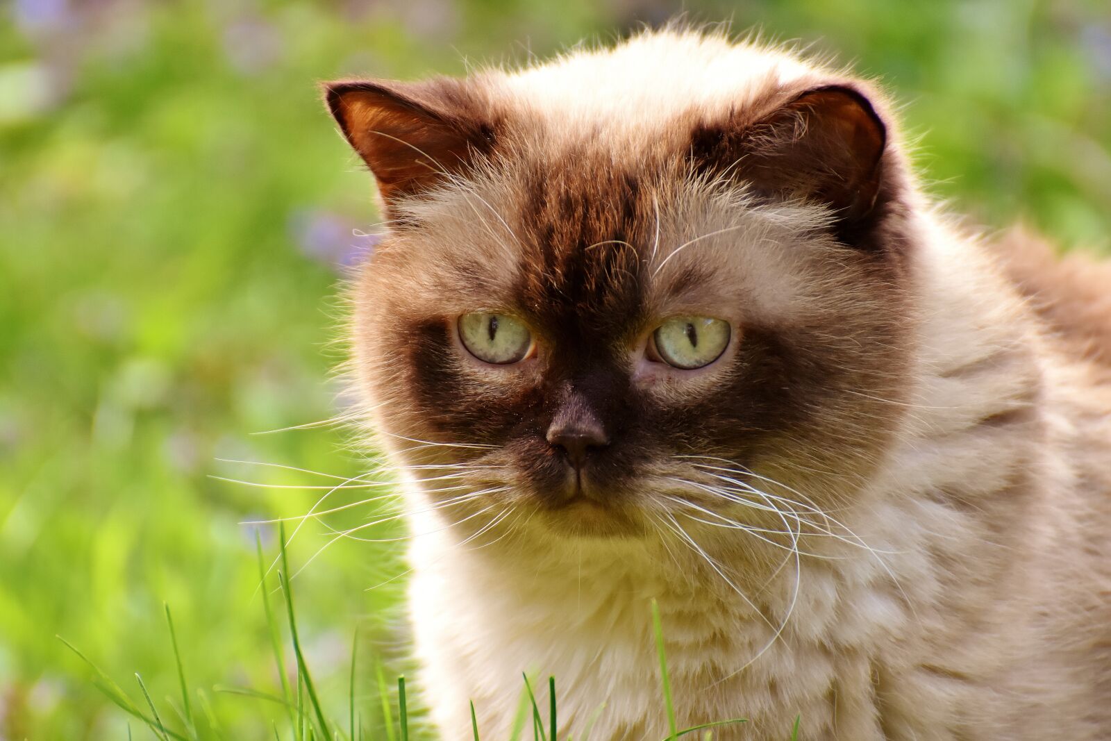 Nikon D7200 sample photo. British shorthair, rest, relaxed photography