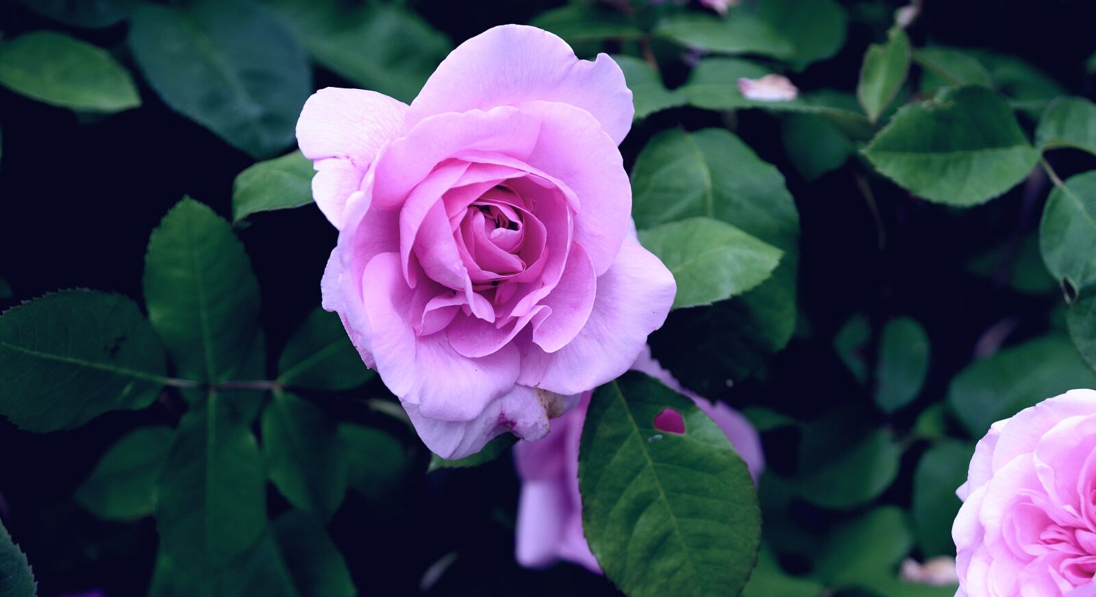 Nikon D610 sample photo. Roses, rose bloom, flowers photography