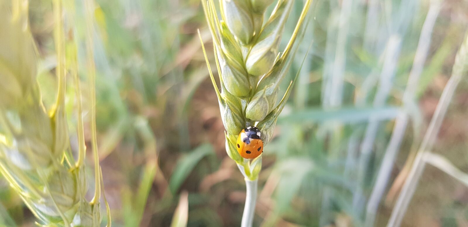 Samsung Galaxy S8 sample photo. Nature, summer, flora photography