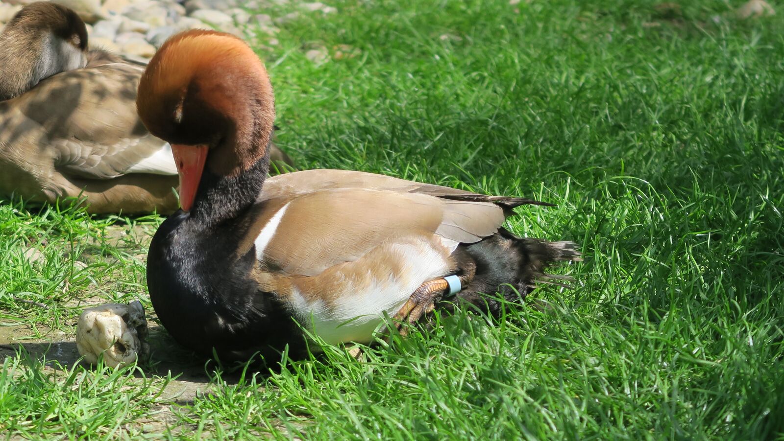 Canon PowerShot G5 X sample photo. Duck, colors, nature photography