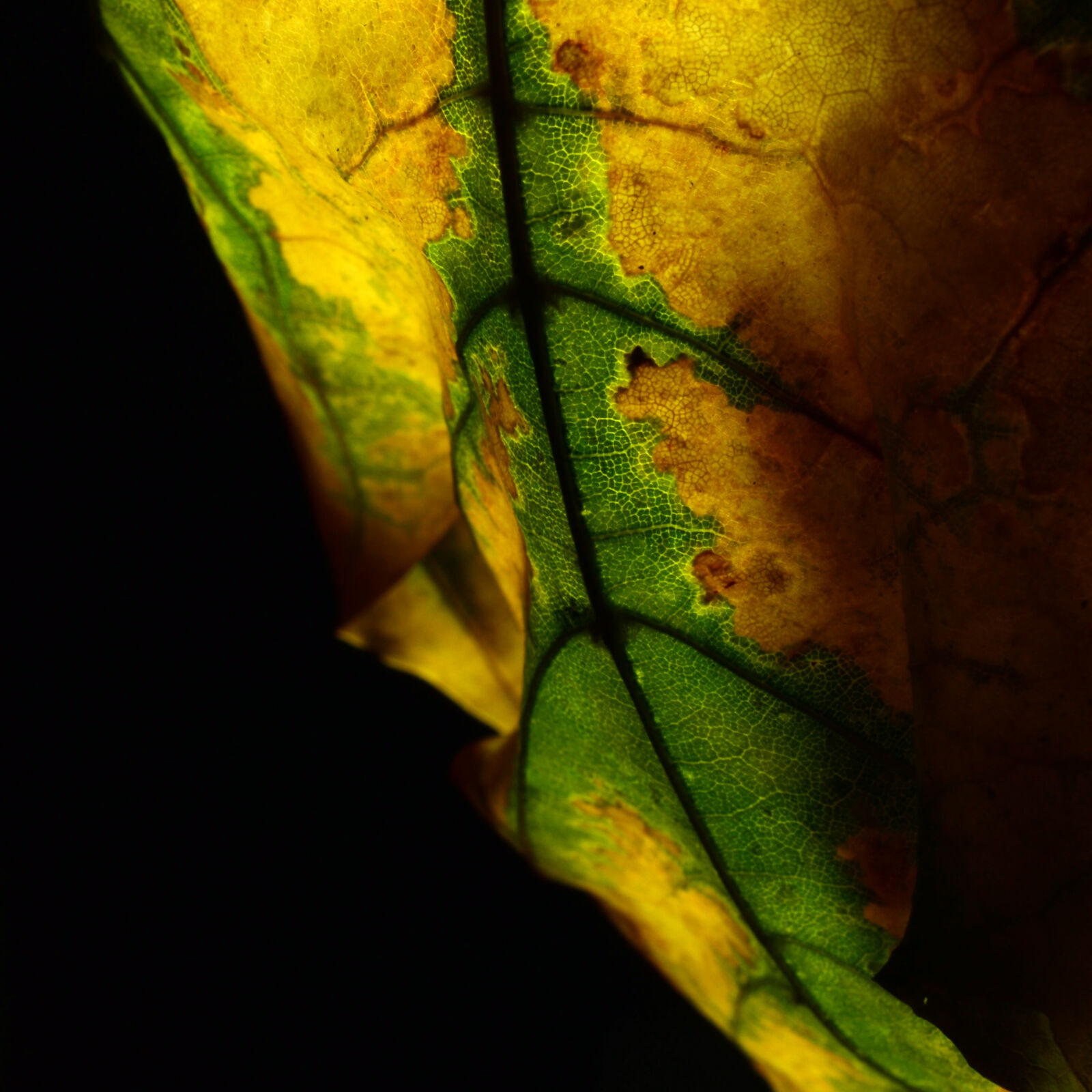 Nikon D3100 sample photo. Autumn, decay, leaf, macro photography