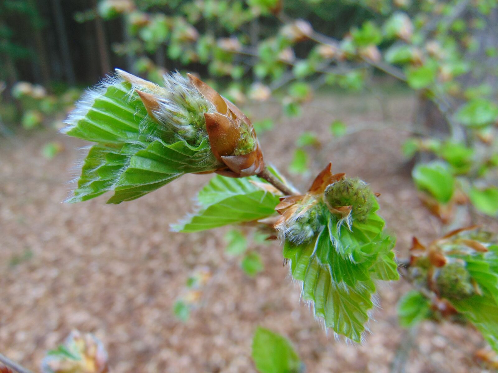 Sony Cyber-shot DSC-H300 sample photo. Nature, blossom, bloom photography
