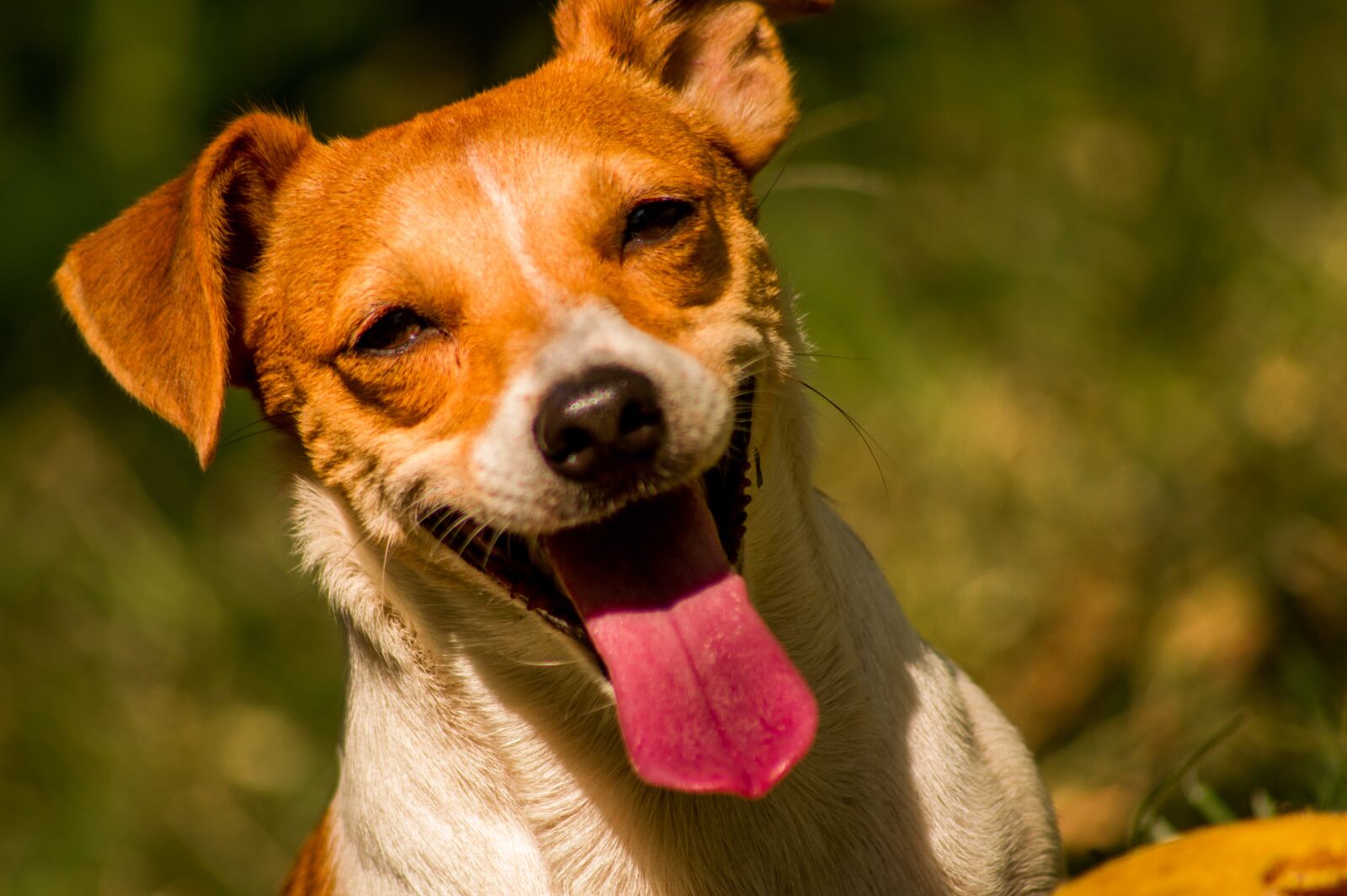 Nikon D3200 sample photo. Dog, jack, russell photography