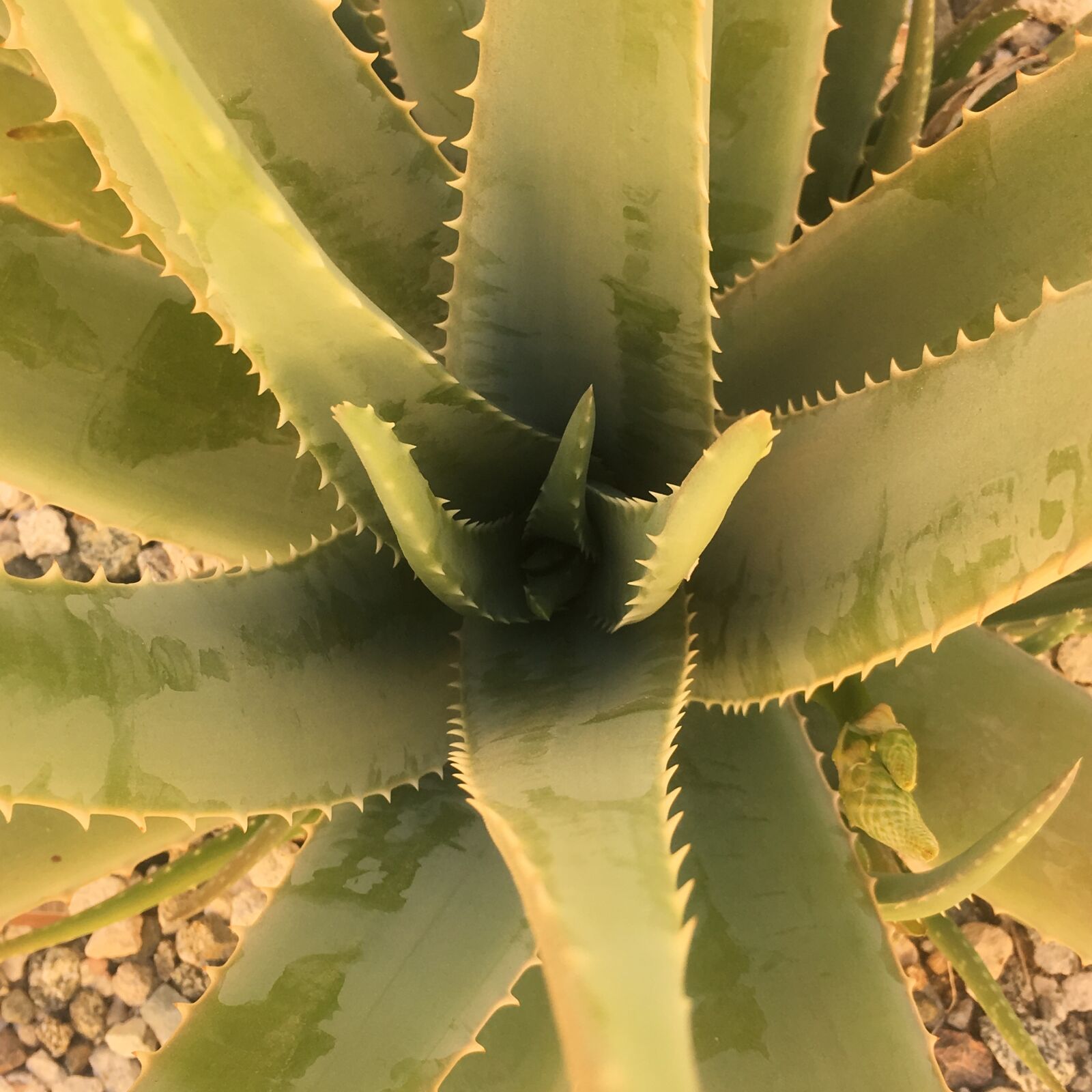 Apple iPhone 6s sample photo. Cactus, desert, succulent photography