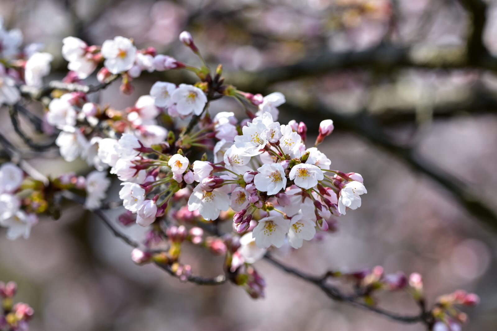 Nikon D7200 sample photo. Natural, landscape, plant photography