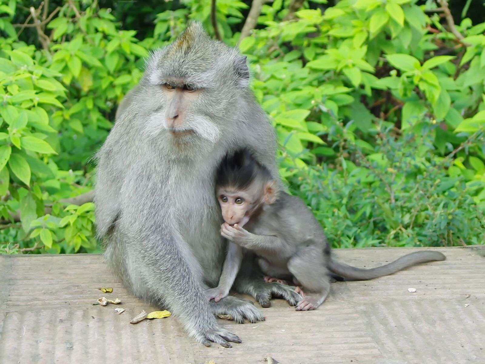 Pentax K200D sample photo. Indonesia, java, monkey photography