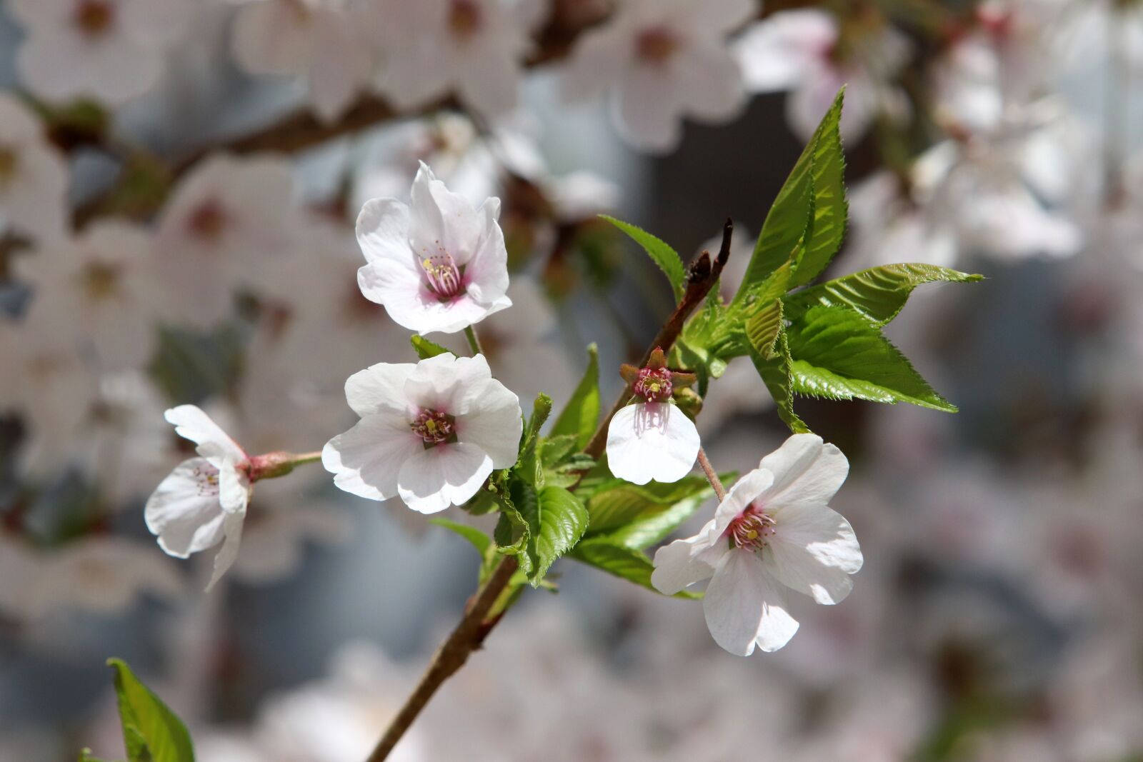 Canon EF 70-200mm F2.8L USM sample photo. Cherry blossom, spring, flowers photography
