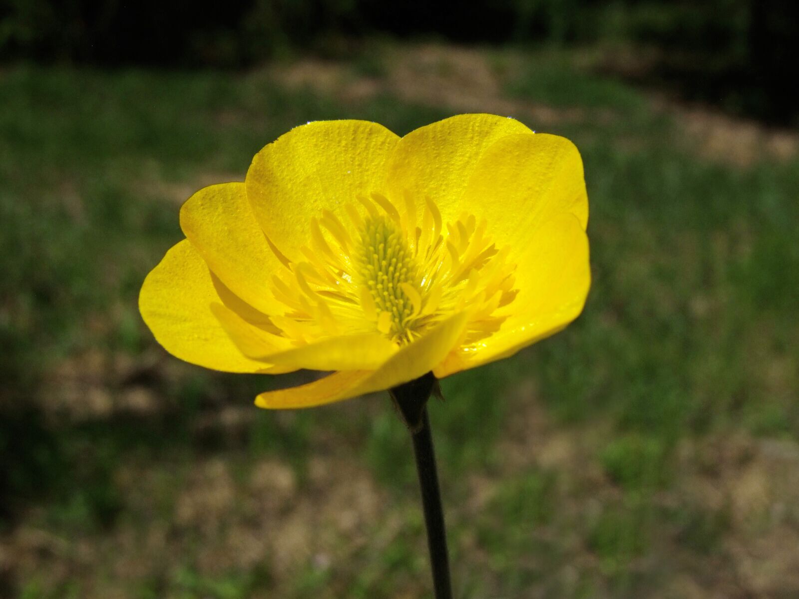 Fujifilm FinePix S100fs sample photo. Yellow, field, flower photography