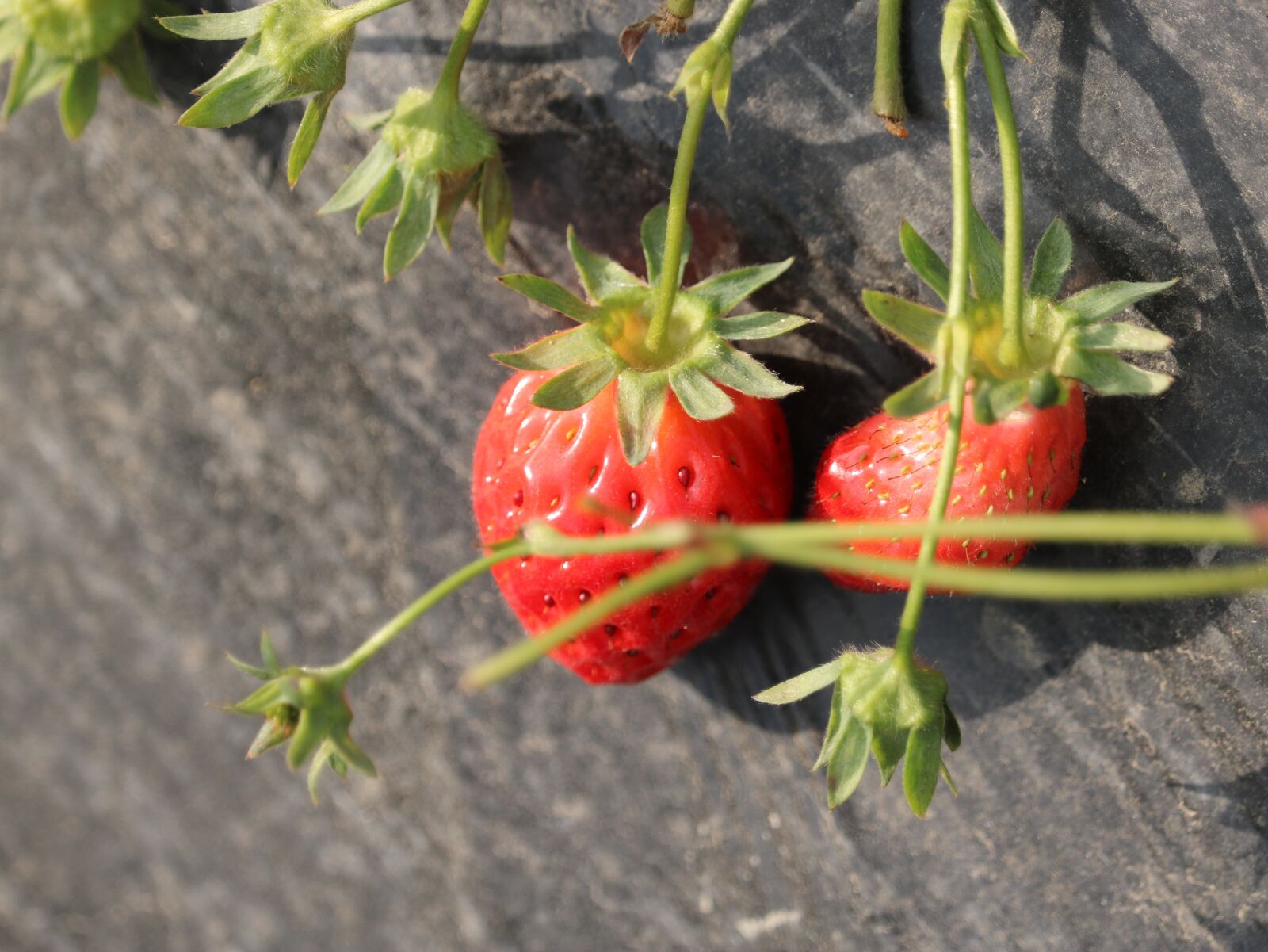 Canon EOS 750D (EOS Rebel T6i / EOS Kiss X8i) sample photo. Strawberry, fruit, green photography