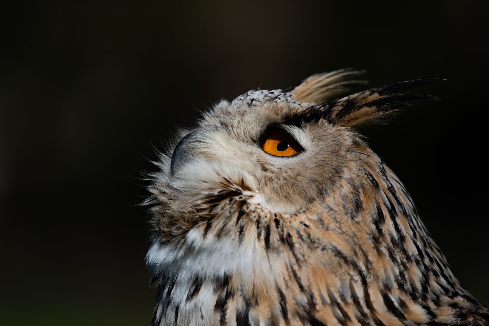 Nikon D810 sample photo. Owl, siberian eagle, animal photography