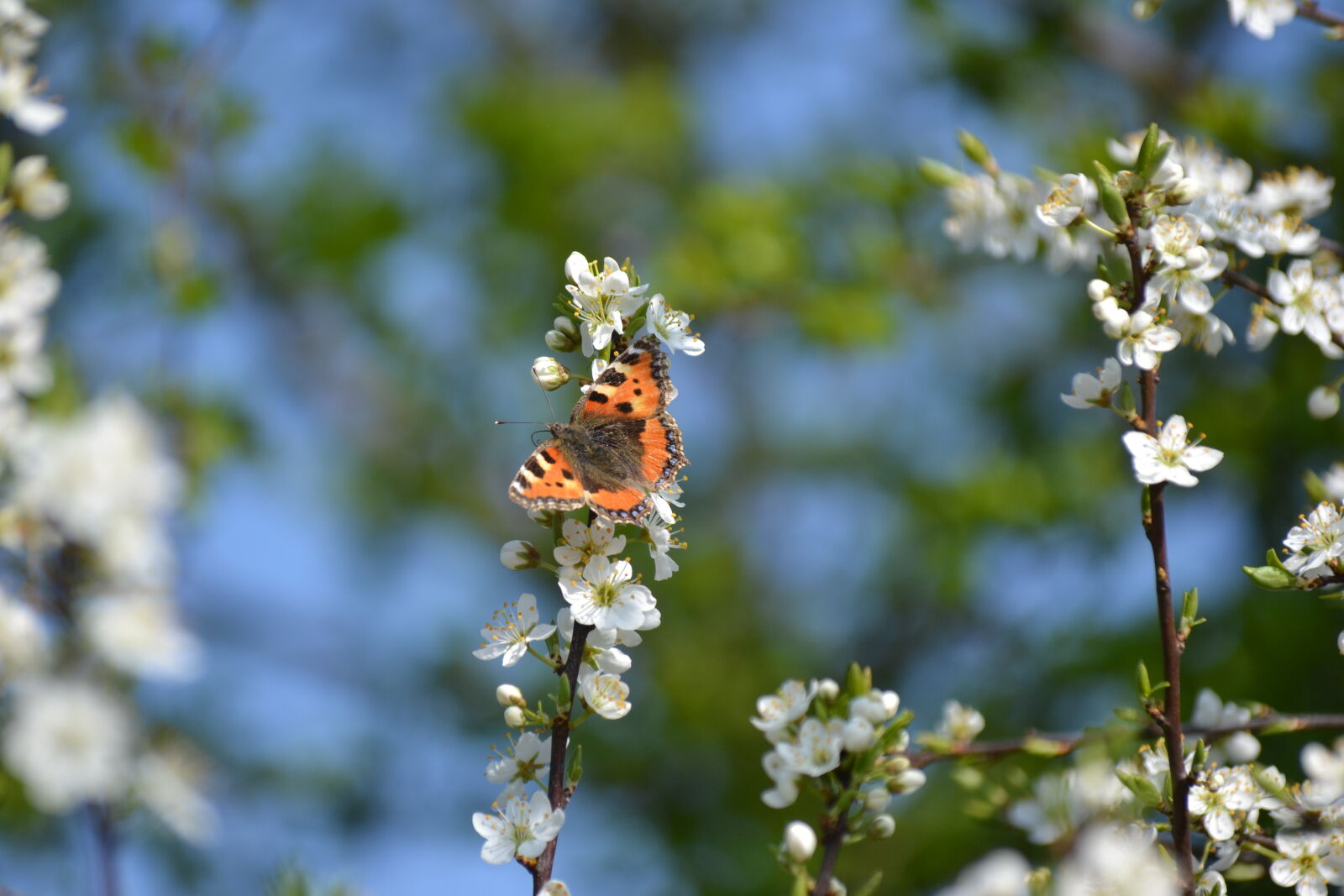 Nikon D3100 sample photo. Blossoming, butterfly, spring, trees photography