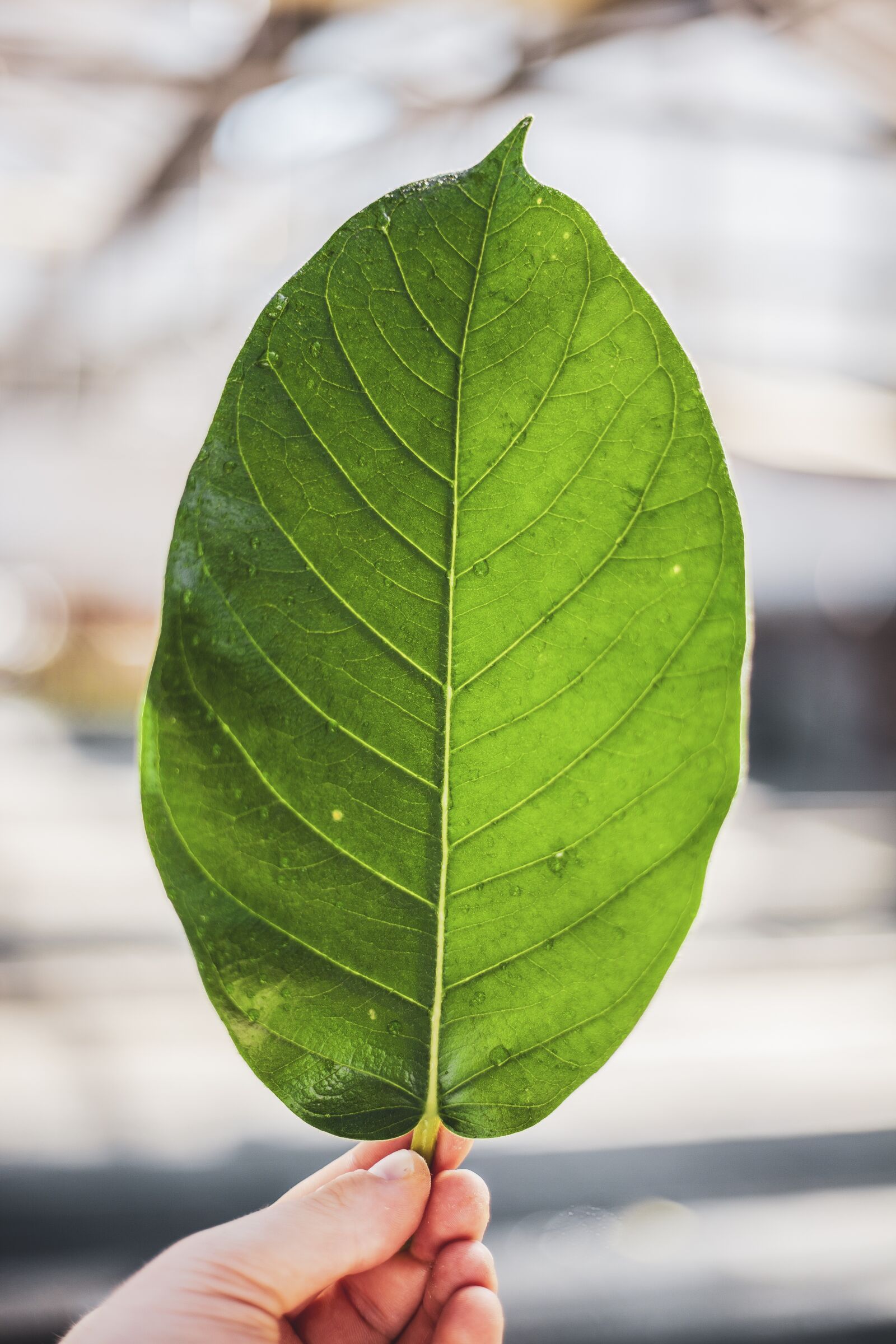 Canon EOS 5D Mark II + Canon EF 50mm f/1.8 sample photo. Leaf, greenhouse, green leaf photography