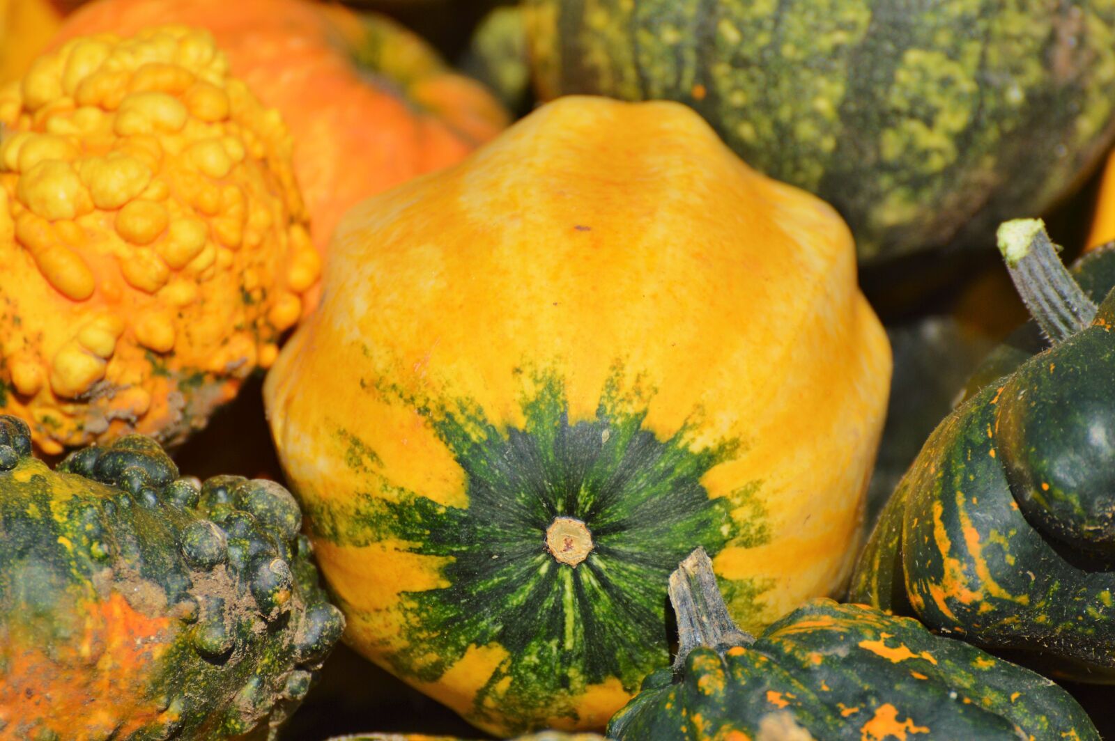 Nikon D3200 sample photo. Pumpkin, fruit, orange photography