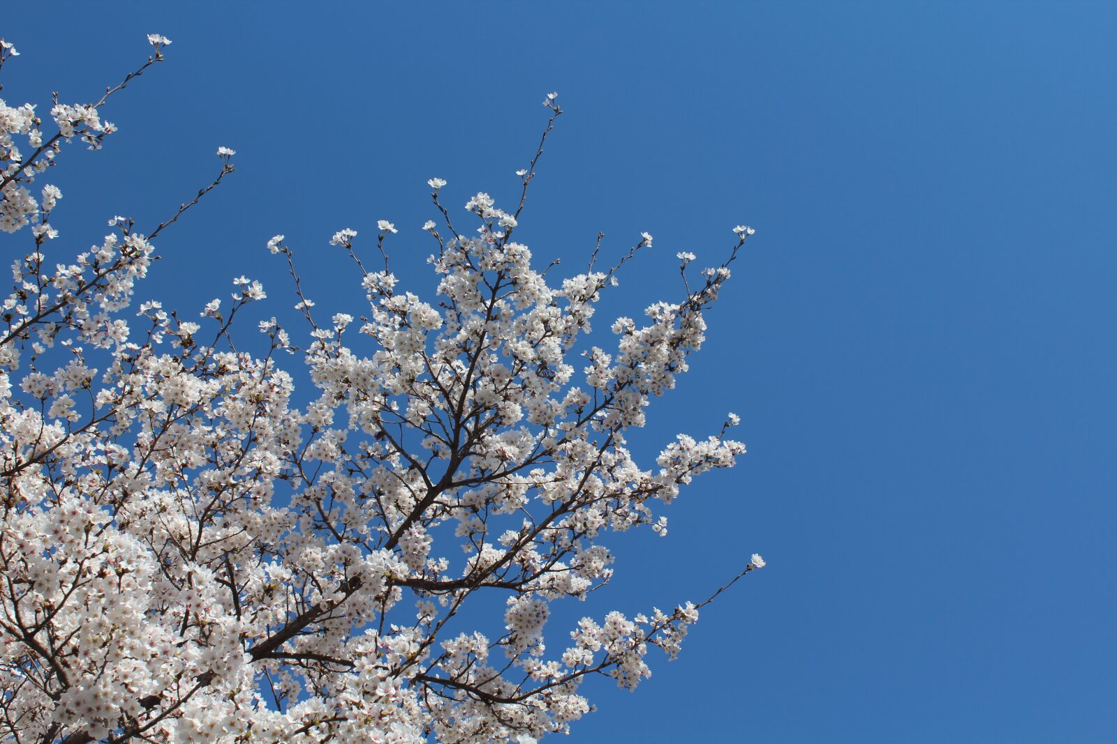 Canon EF-S 18-55mm F3.5-5.6 IS II sample photo. Cherry flowers, sky, blue photography