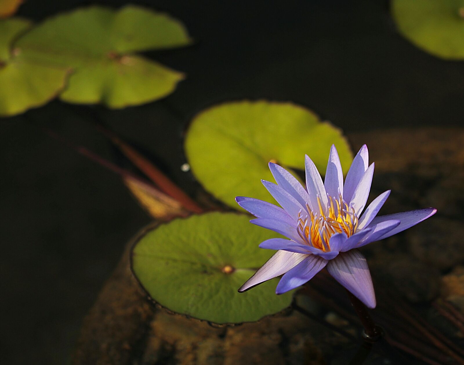 Canon EF 100mm F2.8L Macro IS USM sample photo. Flower, water, pond photography