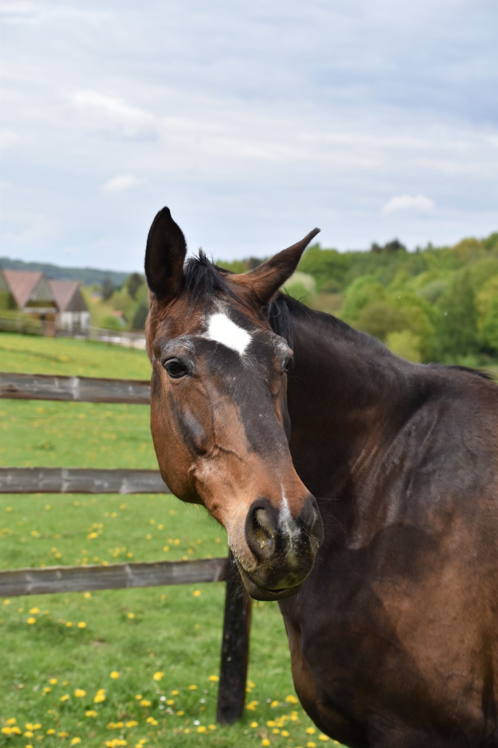 Nikon D5600 sample photo. Mammal, animal, horse photography