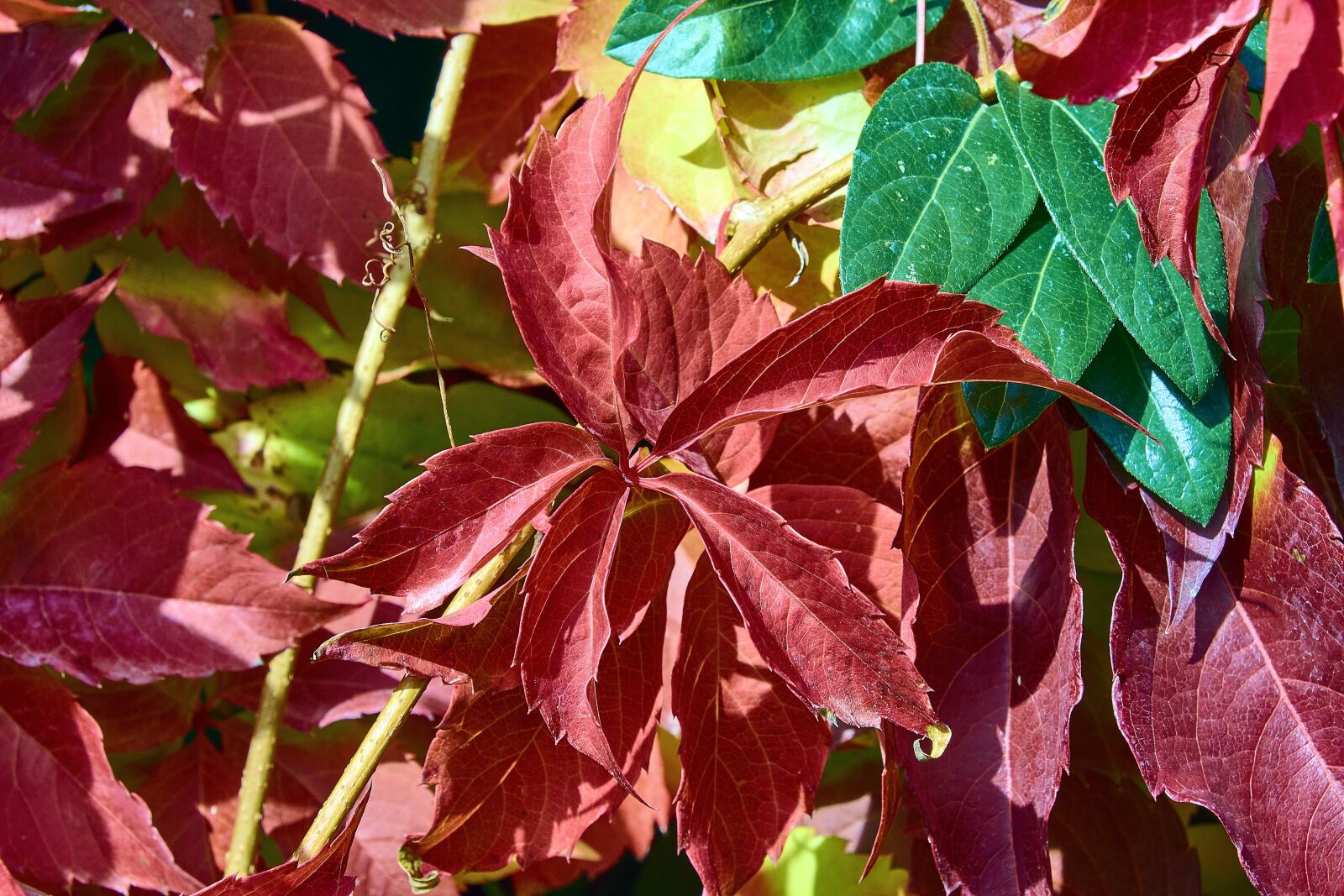 Nikon D7200 sample photo. Leaves, autumn, colorful photography