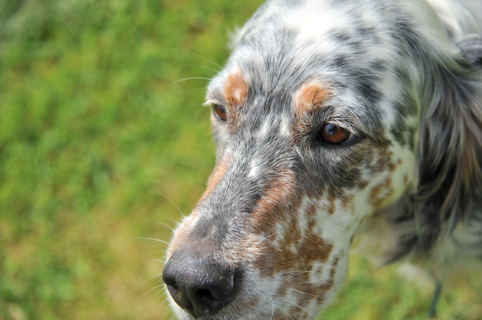 Nikon D700 sample photo. Animal, mammal, cute photography