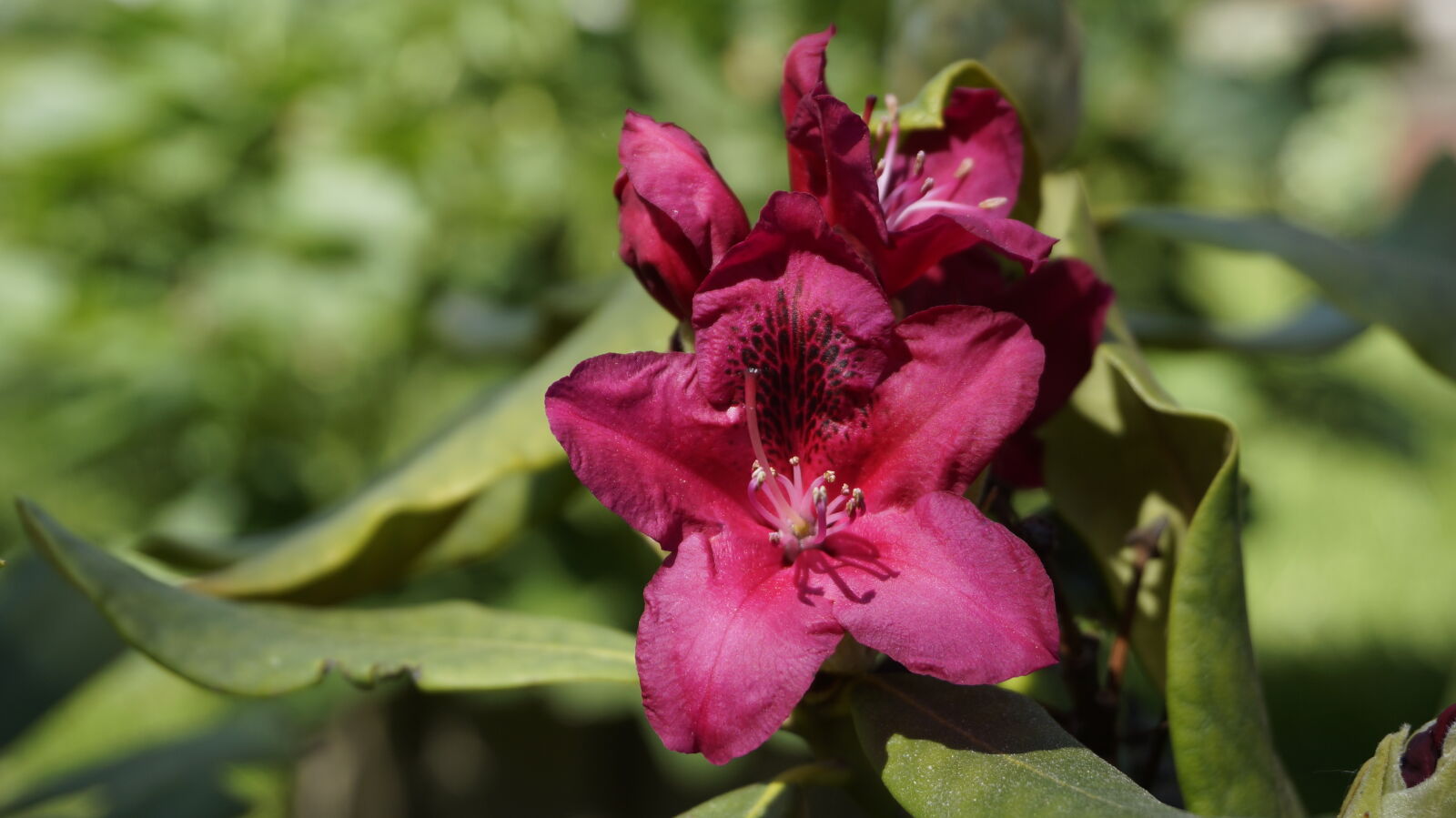 Sony Alpha NEX-5T sample photo