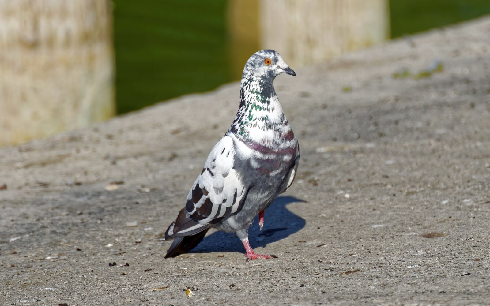 Nikon D5100 sample photo. Bird, pigeon, sitting photography