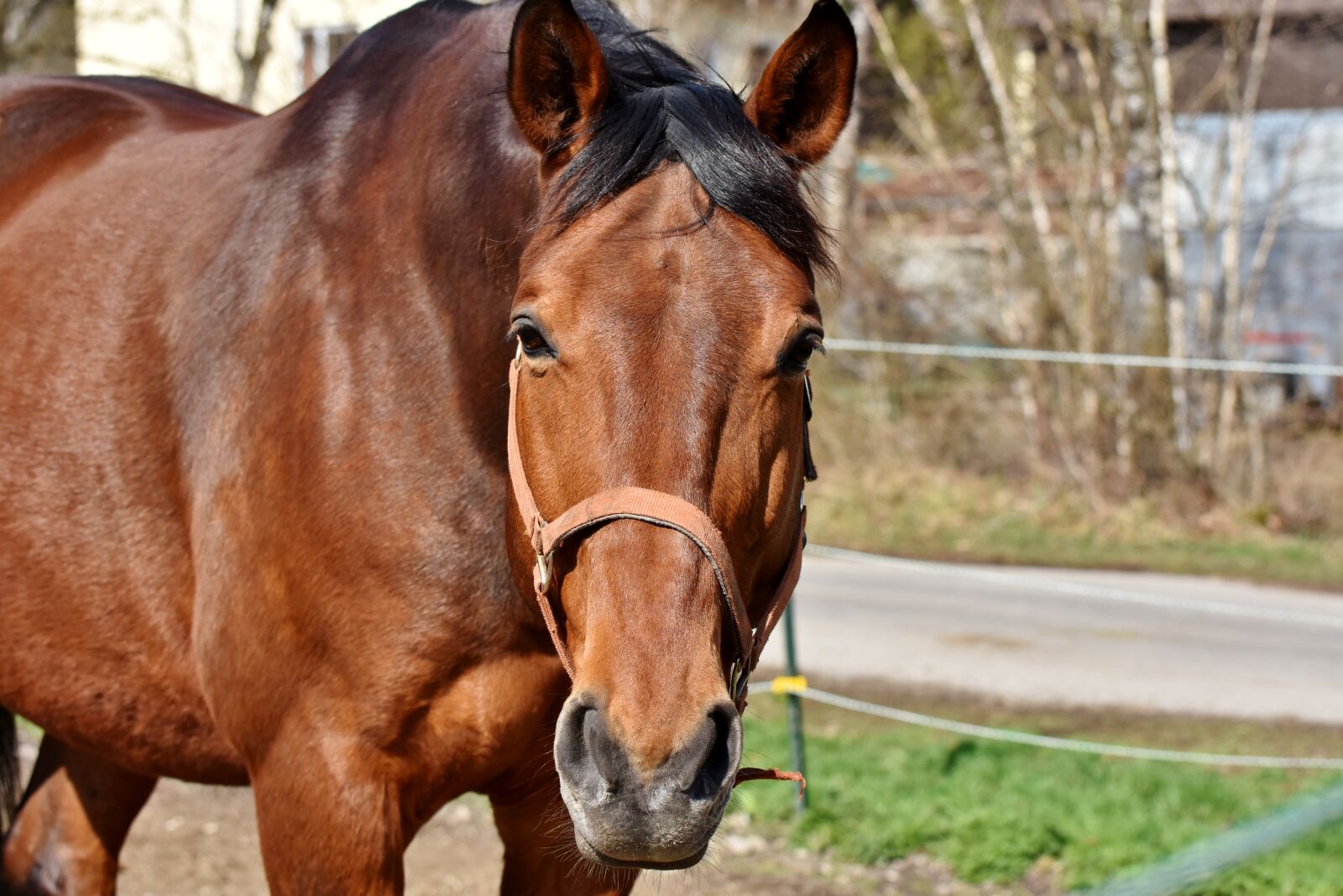 Nikon D7200 sample photo. Horse, stallion, horse head photography