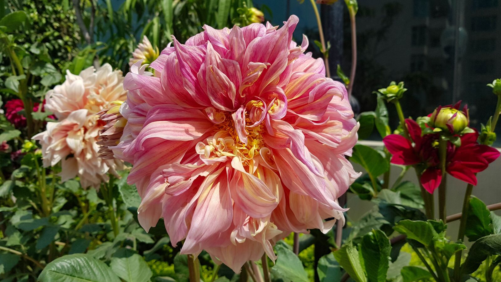 Samsung Galaxy S8+ Rear Camera sample photo. Pink flower, flora, nature photography