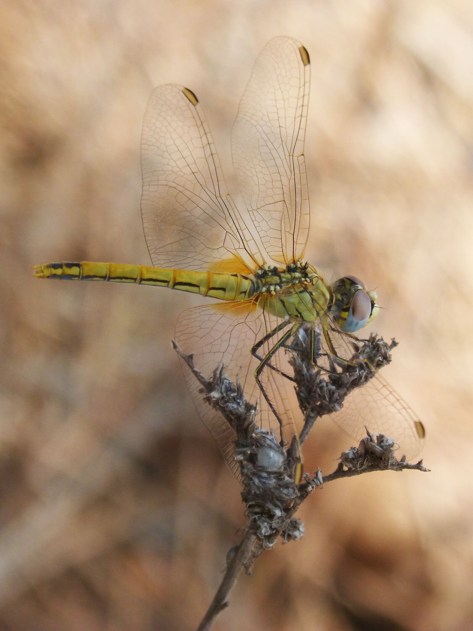Panasonic DMC-FZ62 sample photo. Yellow dragonfly, sympetrum fonscolombii photography