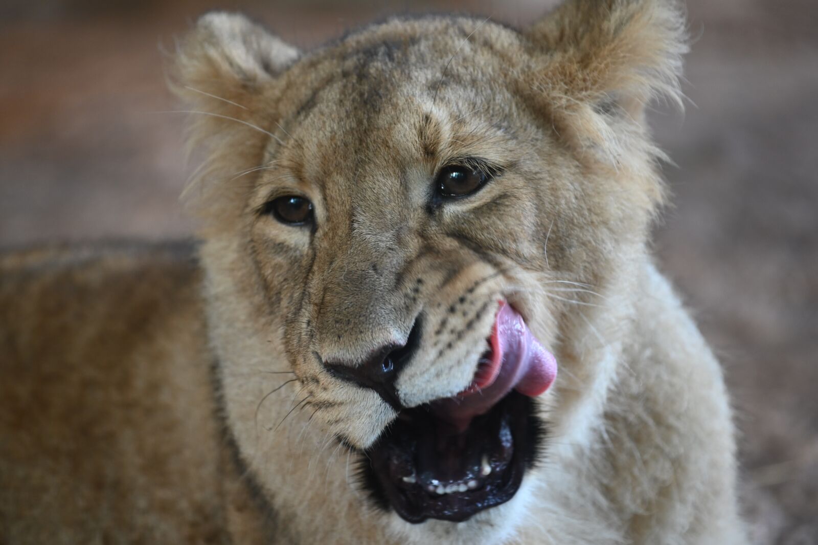 Nikon Z6 sample photo. Lioness, cub, zoo photography