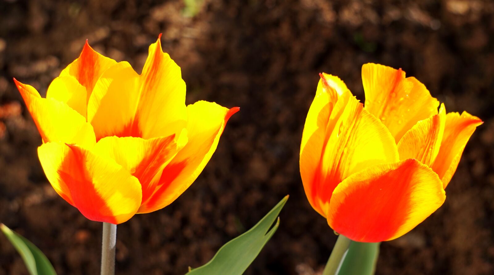 Sony Alpha a5000 (ILCE 5000) + Sony E 55-210mm F4.5-6.3 OSS sample photo. Nature, tulip, flower photography