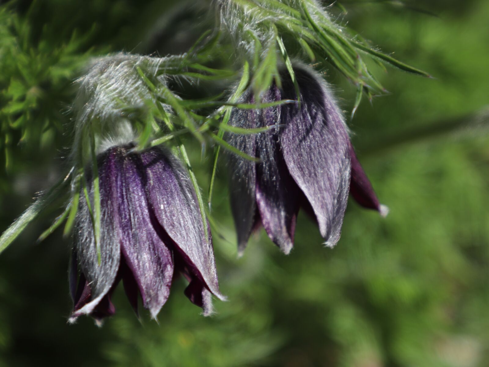 Canon EOS 77D (EOS 9000D / EOS 770D) sample photo. Flowers, spring, nature photography