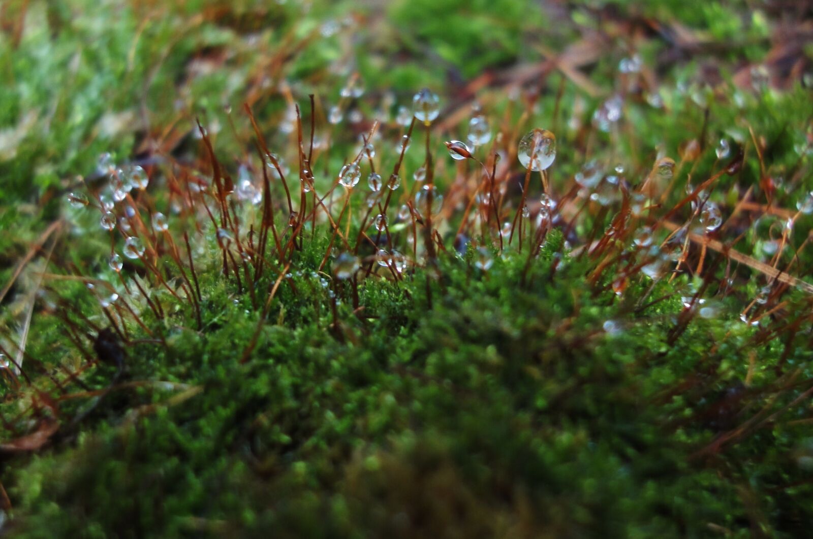 Sony Cyber-shot DSC-WX1 sample photo. Dewdrops, green, moss photography