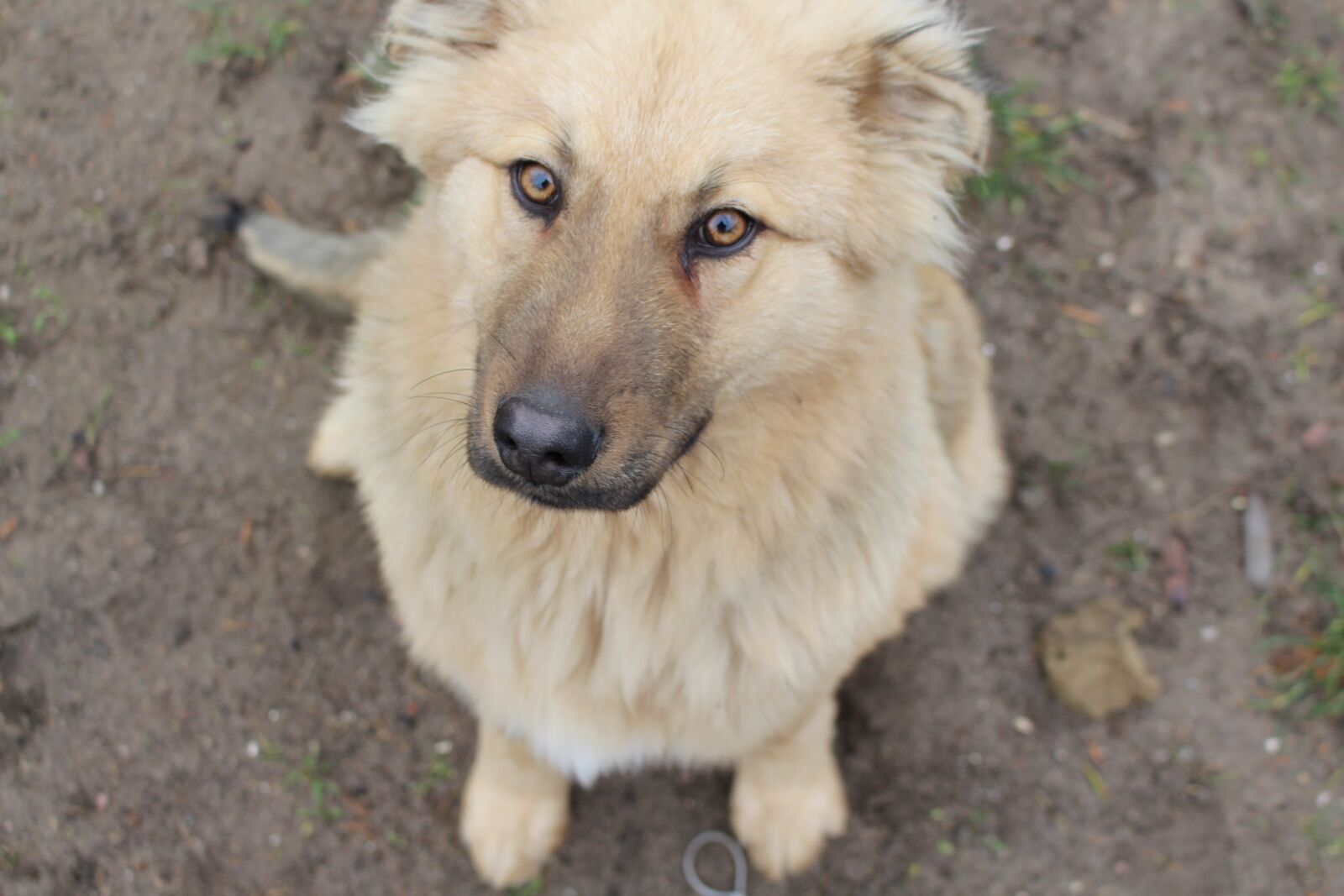 Canon EOS 700D (EOS Rebel T5i / EOS Kiss X7i) sample photo. Dog, animals, friends photography