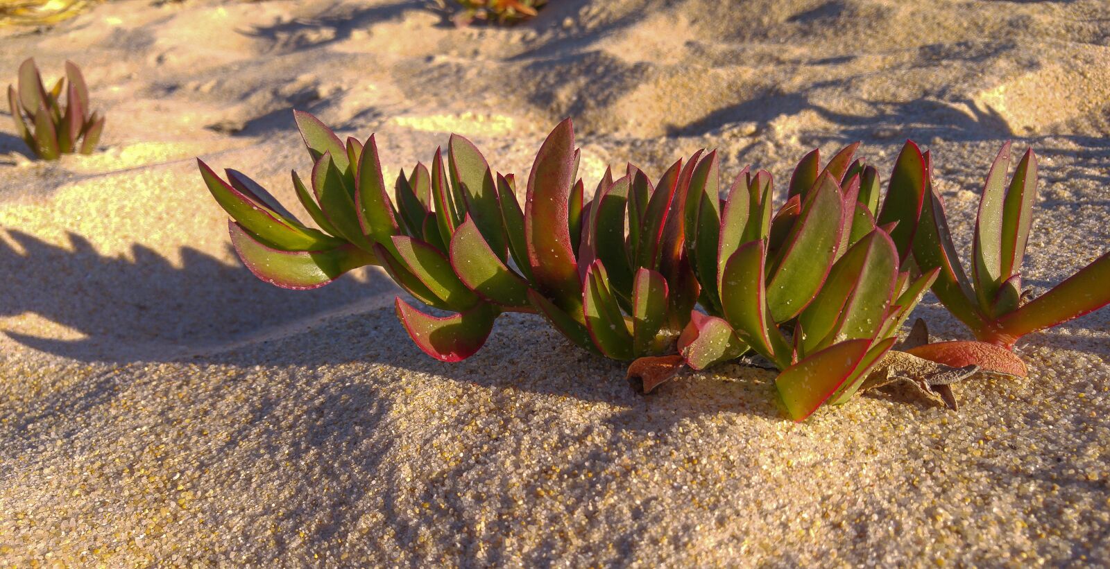 LG G4 sample photo. Plant, beach, sand photography