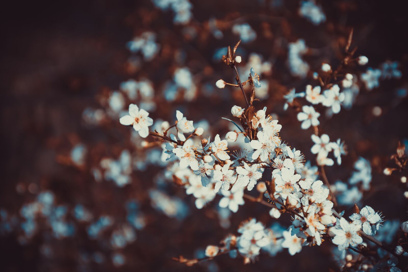 Nikon D7200 sample photo. Flowers, summer, nature photography