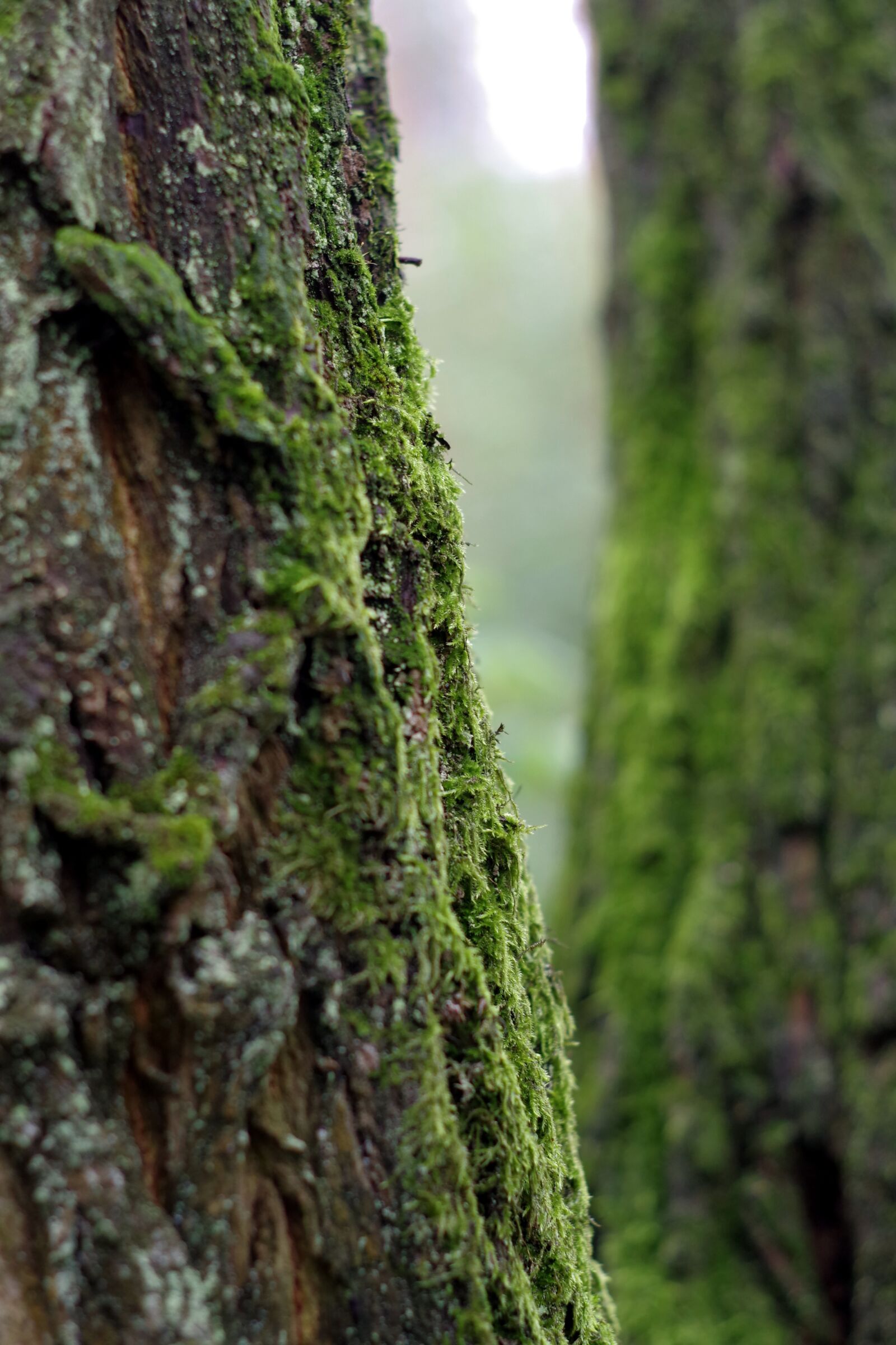 Pentax K-S2 sample photo. Moss, lichens, tree photography