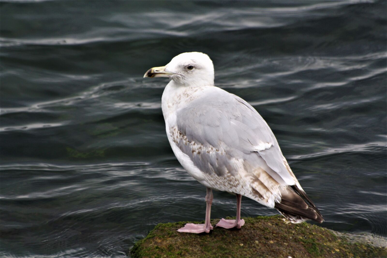 Canon EOS 1000D (EOS Digital Rebel XS / EOS Kiss F) sample photo. Gull, bird, baltic sea photography