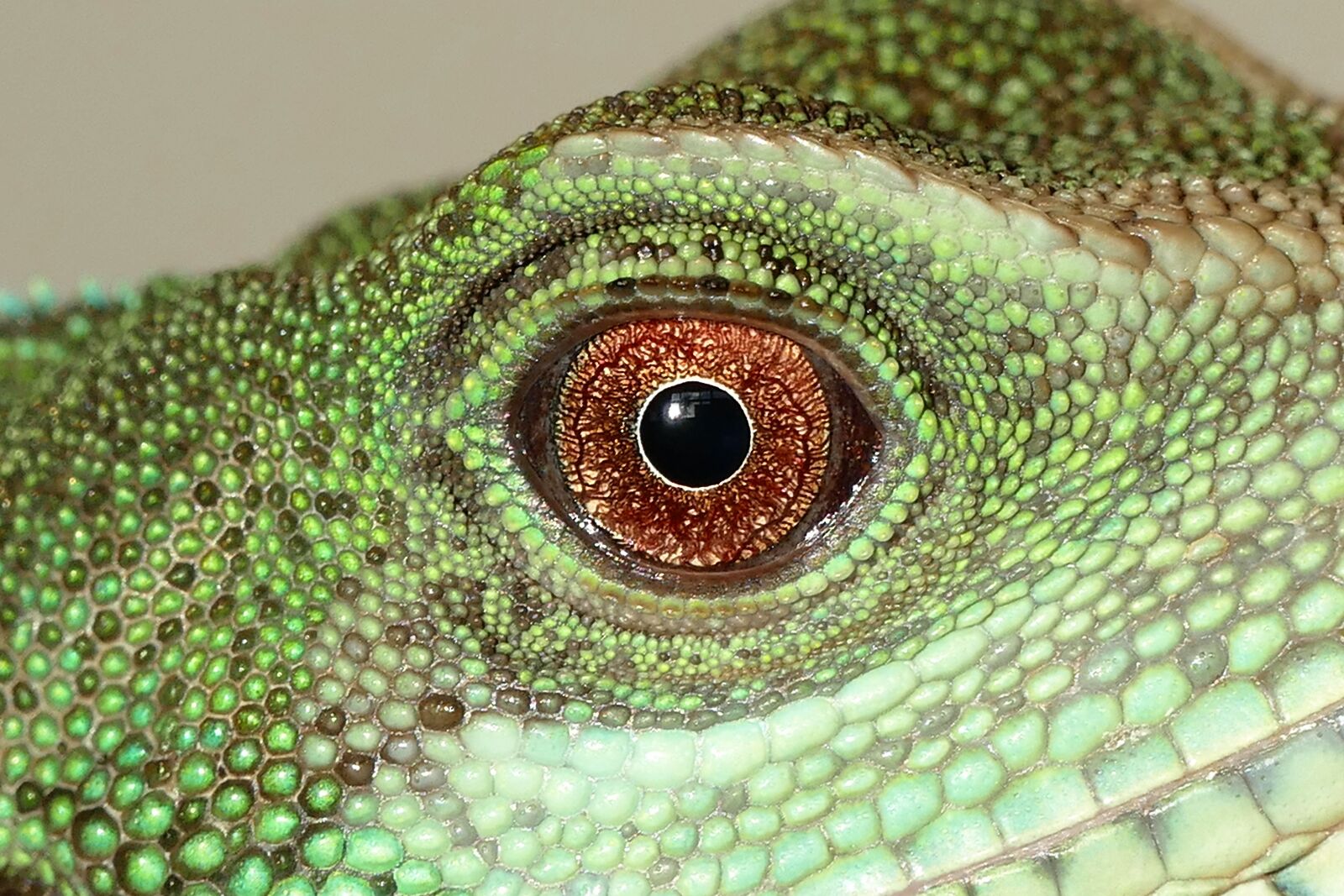 Panasonic Lumix DMC-FZ1000 sample photo. Chinese water dragon, reptiles photography