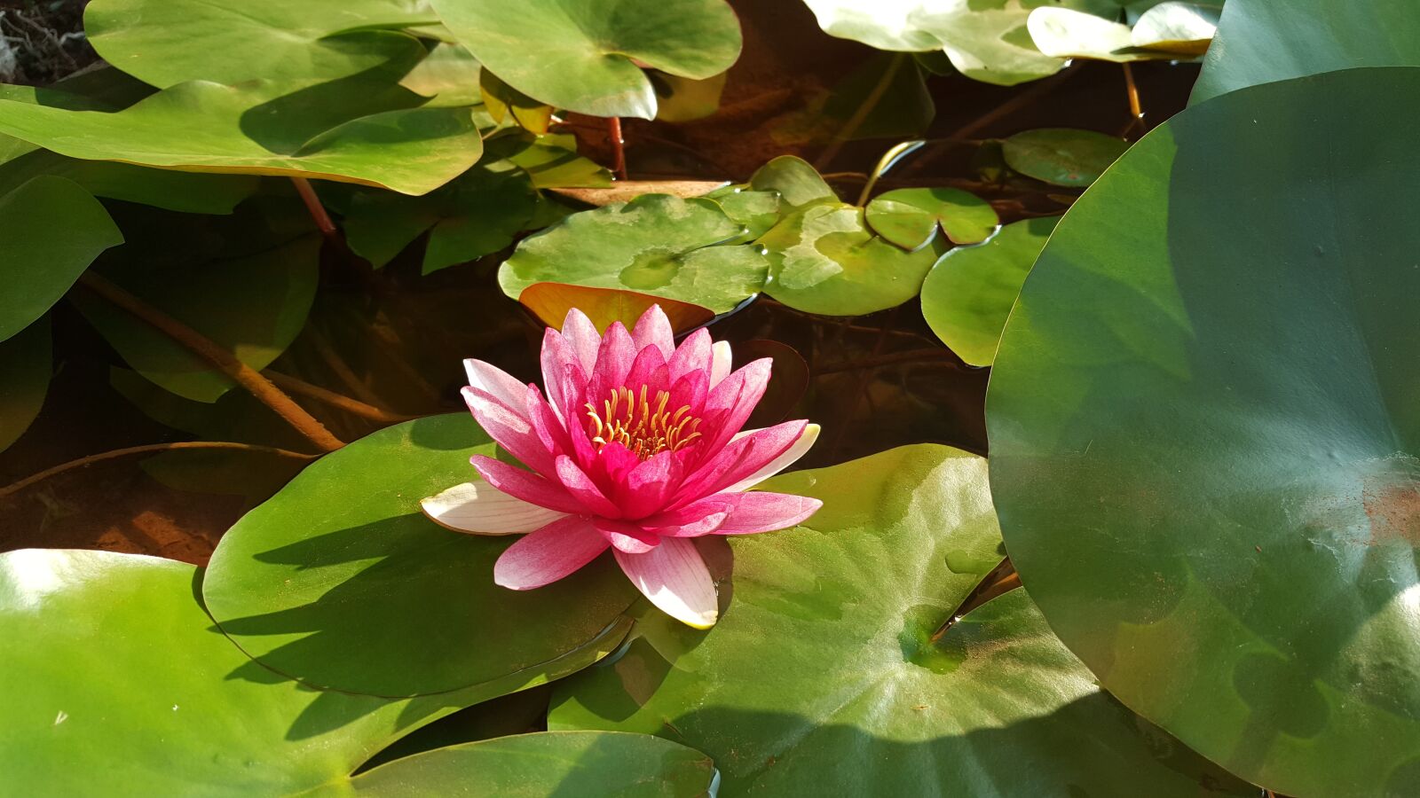 Samsung Galaxy Note5 sample photo. Red lotus, nymphaea alba photography