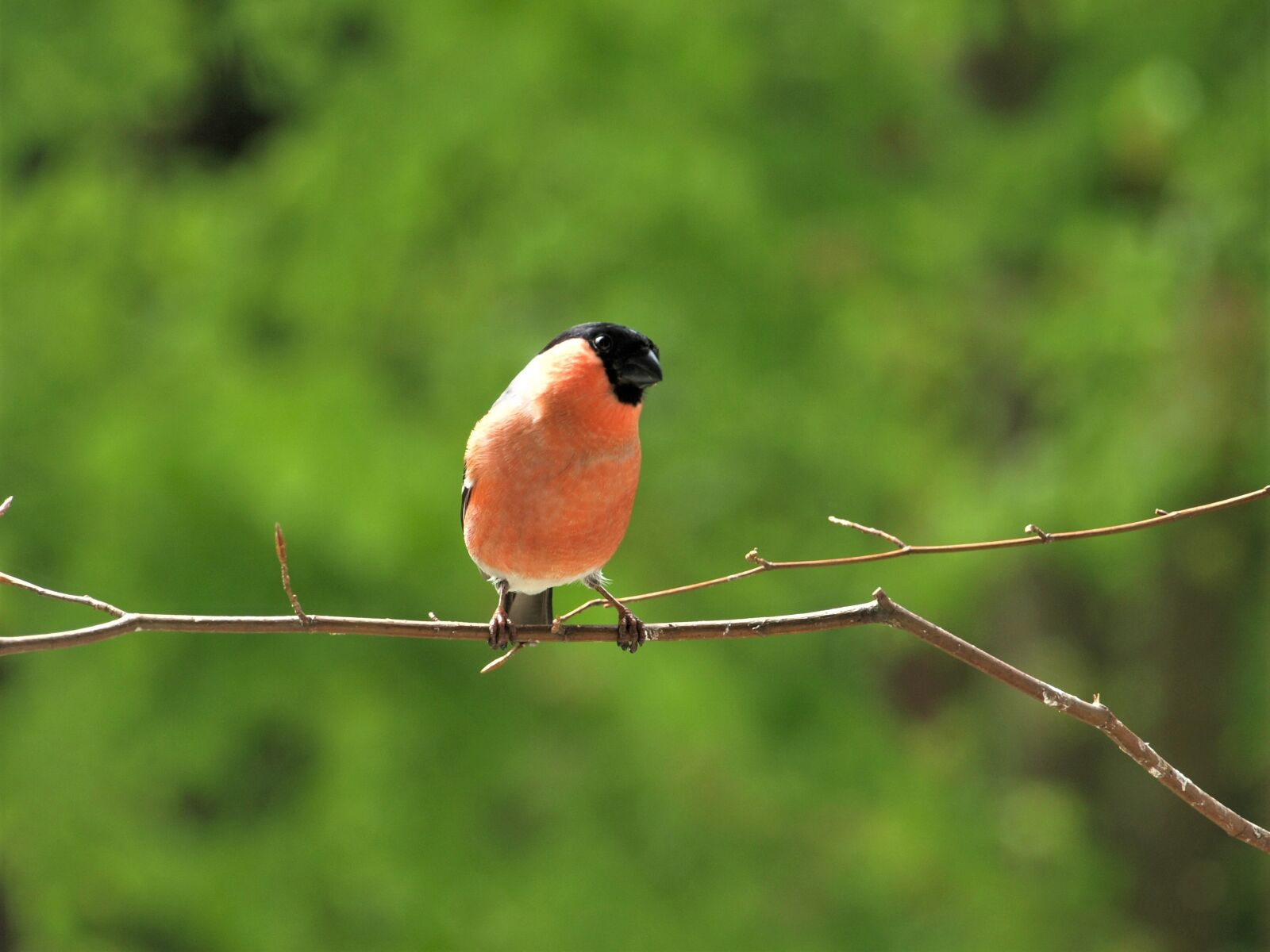 Olympus E-420 (EVOLT E-420) sample photo. Gimpel, bullfinch, bird photography