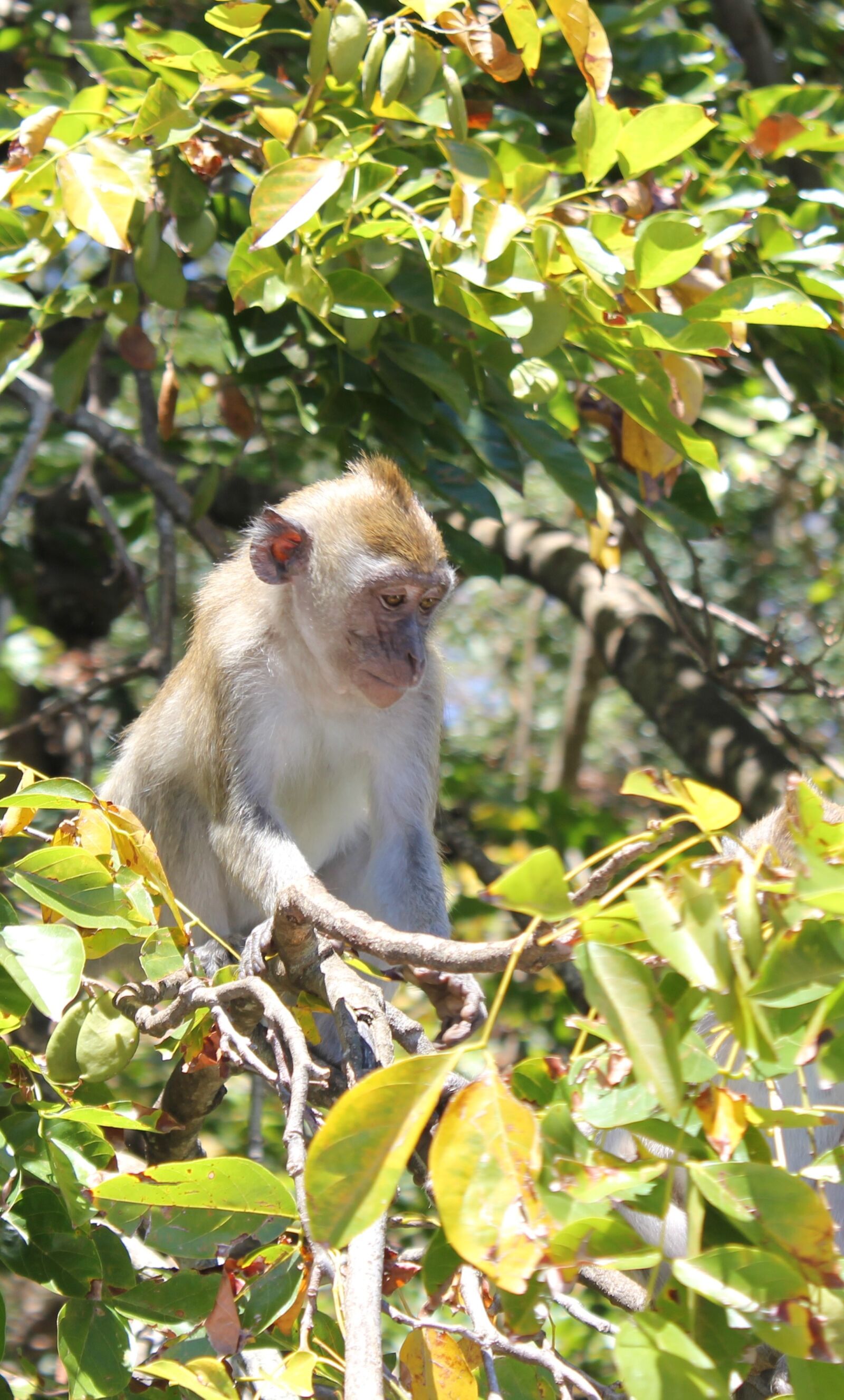 Canon EOS 550D (EOS Rebel T2i / EOS Kiss X4) sample photo. Monkey, tree, nature photography