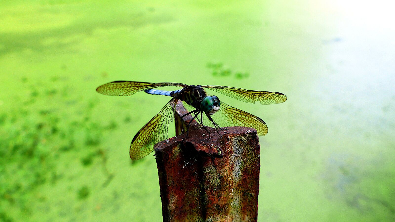 Panasonic Lumix DMC-FZ200 sample photo. Insect, dragonfly, nature photography