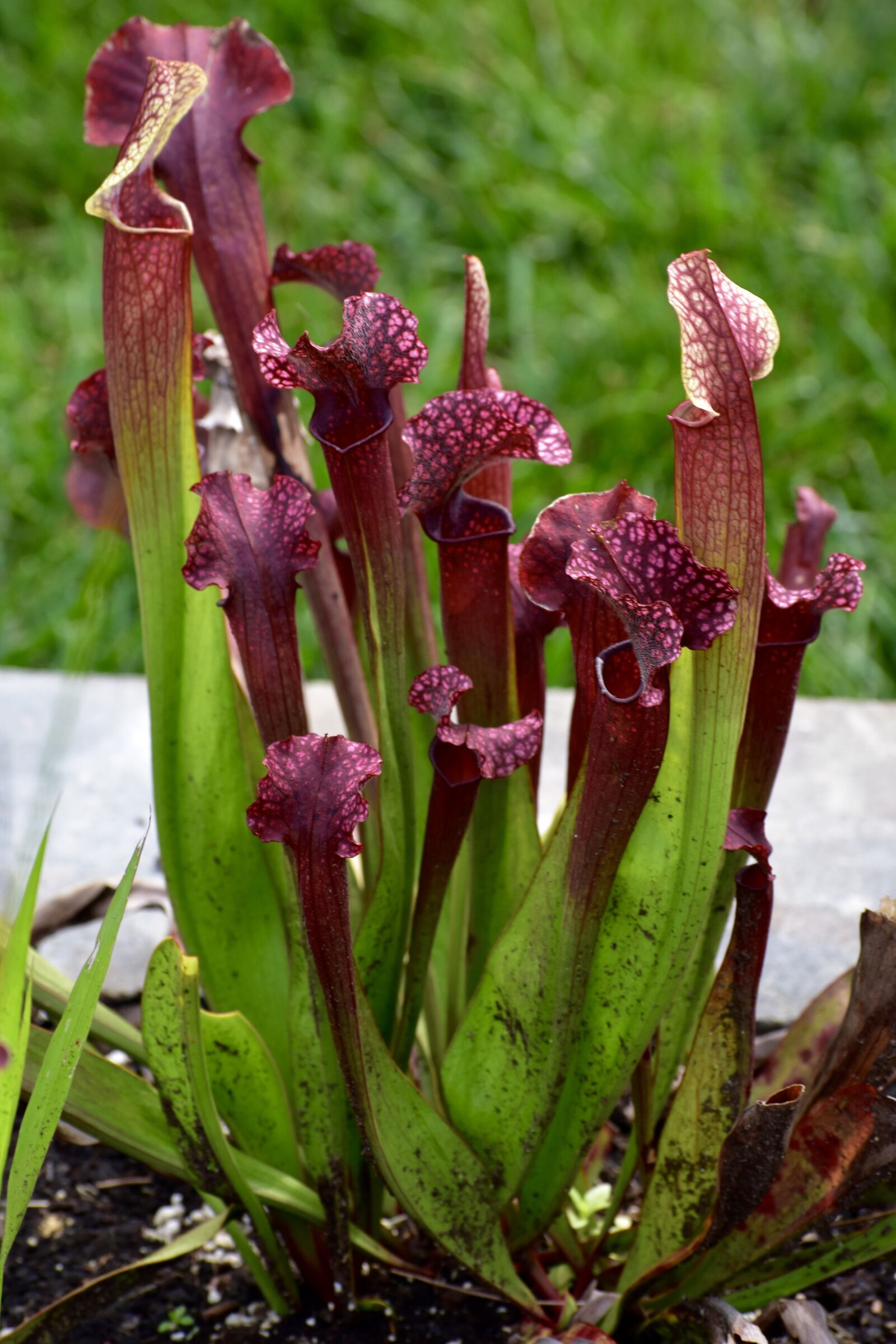 Nikon D3400 sample photo. Pitcher plant, flower, nature photography