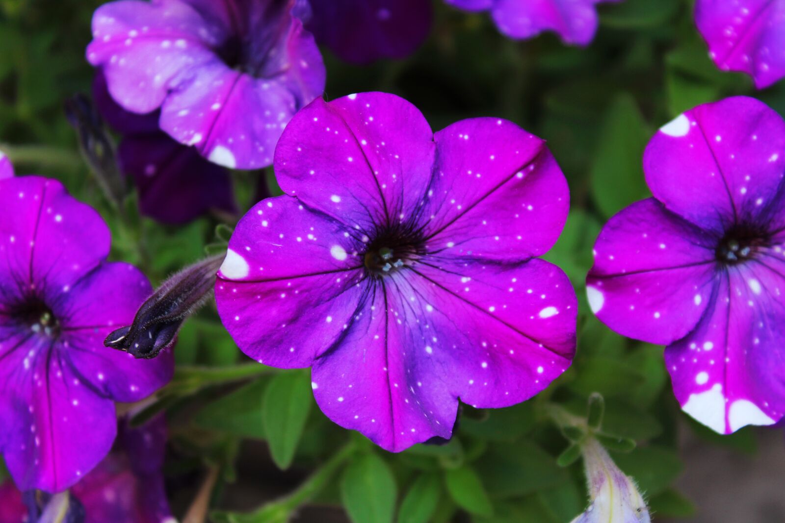 Canon EOS 1300D (EOS Rebel T6 / EOS Kiss X80) sample photo. Flower, nature, plant photography