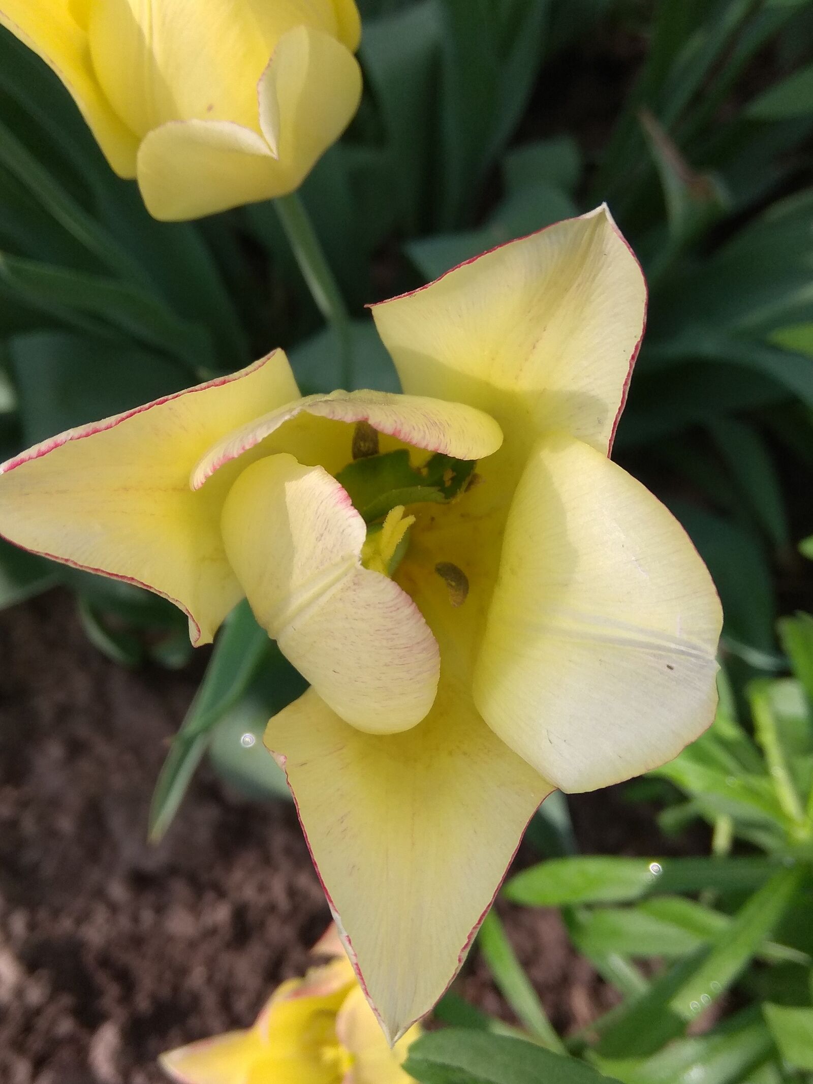 Xiaomi Redmi Note 4 sample photo. Yellow, flower, nature photography