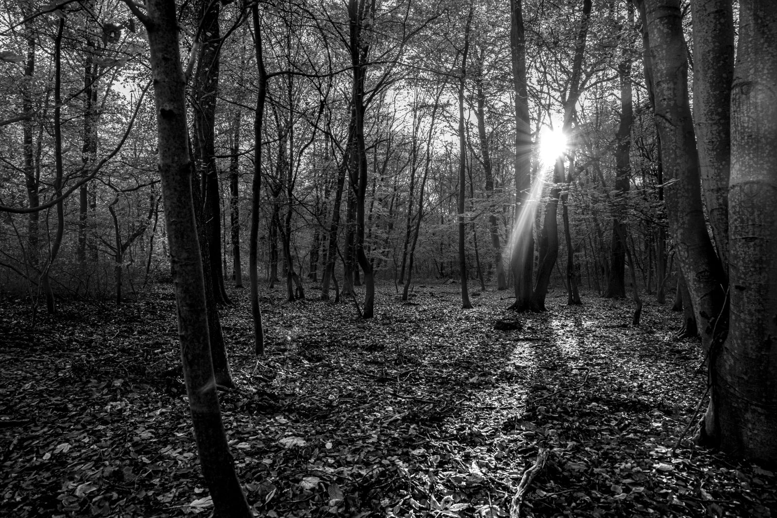Canon 24-70mm F2.8 DG OS HSM | Art 017 sample photo. Tree, nature, picture photography