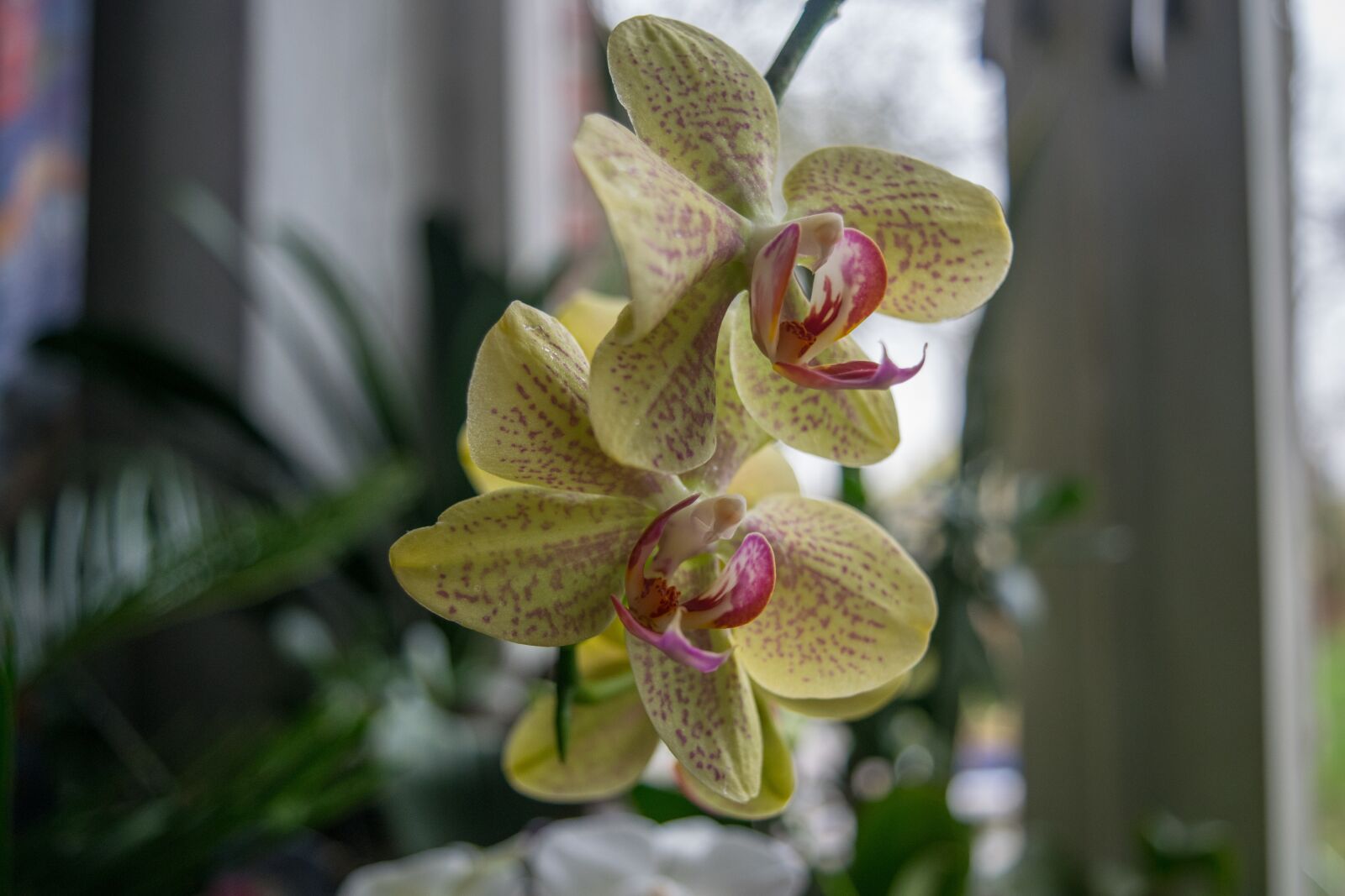 Nikon D3300 sample photo. Plant, flower, nature photography